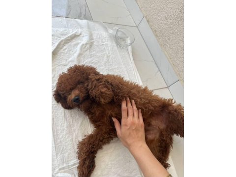 Sahiplendirme Poodle Köpeğimiz Yuva Arıyoruz