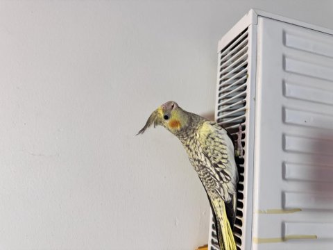 Sultan Papağanımız Sahiplendirilecek