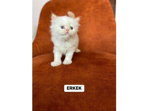 A Kalite Red Point British Longhair Yavrular