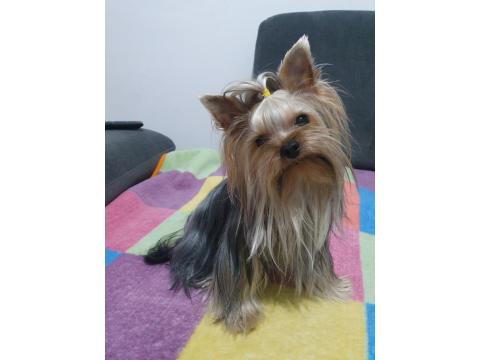 Yorkshire Teacup Bebekler