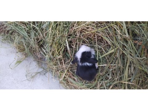 Cüce Ve Lop Tavşan