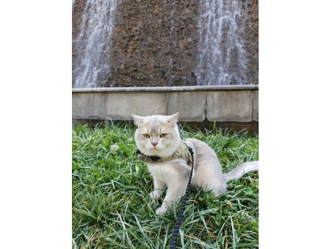 Safkan British Shorthair Ay11 Erkek