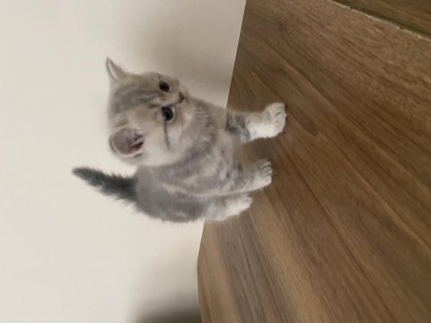 British Shorthair Dişi Kedim