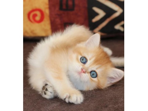 Efsanevi Güzellikte Golden British Shorthair