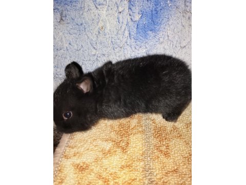 Netherland Dwarf Hollanda Cüce Tavşan