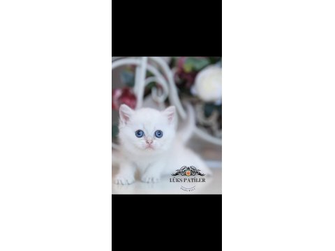 Beyaz Melek Silver British Shorthair Ns133