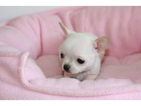 Mini Chihuahua Yavruları