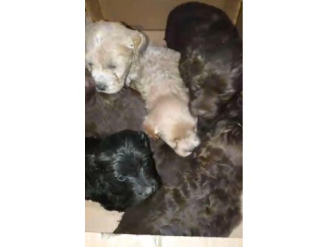 Orijinal Maltipoo Yavru