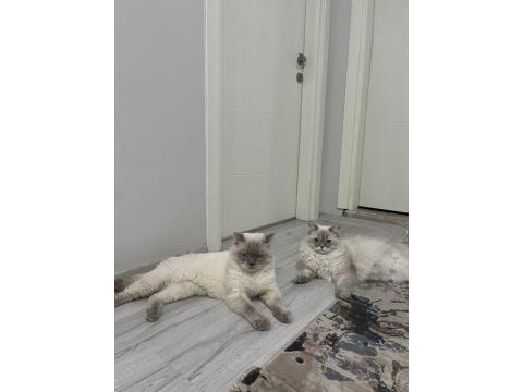 2 Aylık British Longhair Yavrularımızı Sahiplendiriyoruz