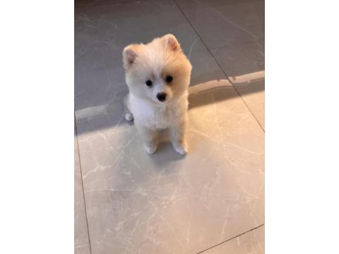 3 Aylık Dişi Pomeranian