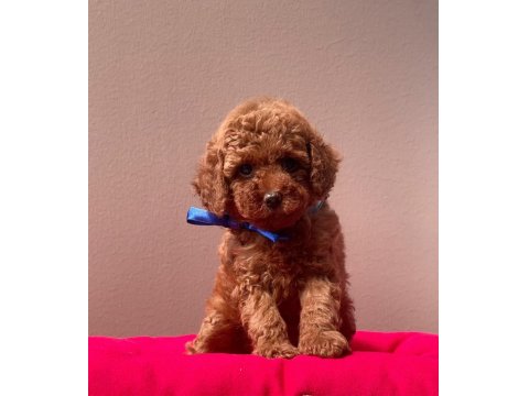 Safkan Toy Poodle Köpeklerimiz