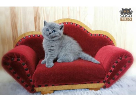 British Shorthair Yavrular
