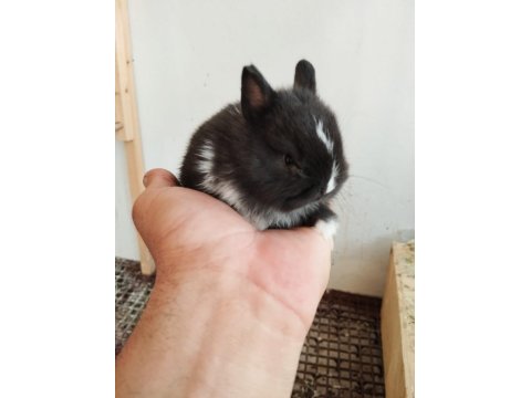 Safkan Black Silver Cüce Tavşan Yavrular