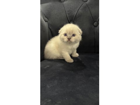 Yeni Yuvalarına Hazır Scottish Yavrular