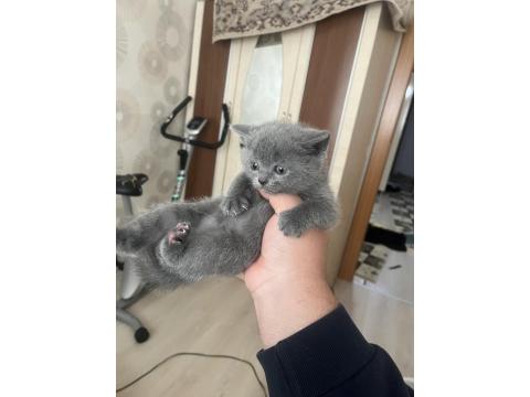 British Shorthair Kedisi