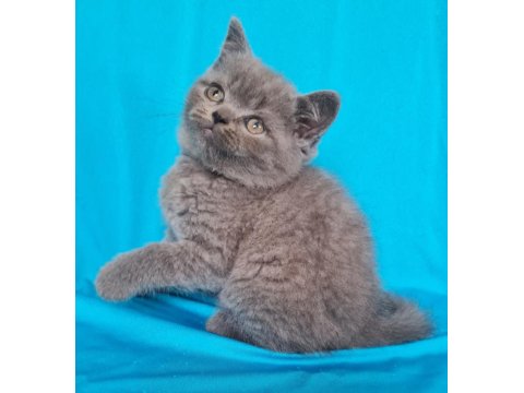 Scottish Yavrular Sahibinden