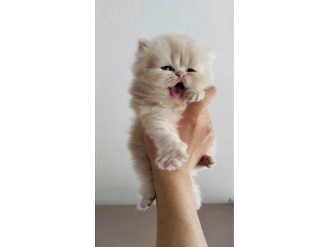 İran Chinchilla Karışımı