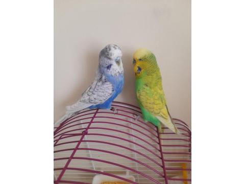 Renk Güzeli Jumbo Muhabbet Kuşlar