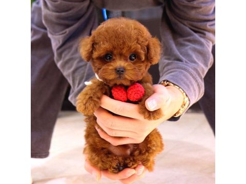 Toy Poodle Yavrusu