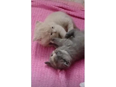 Scottish Fold Ve Scottish Straight Kardeşler