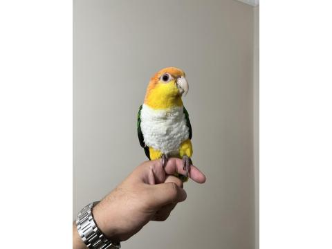 Caique Papağanı Süper Formda