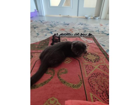 Scottish Fold Henüz 2 Aylık