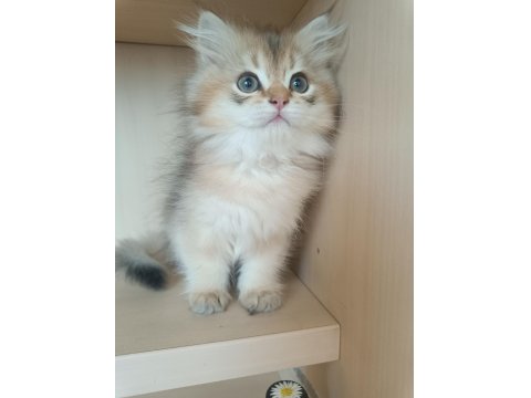 Ev Ortamında Büyümüş British Longhair