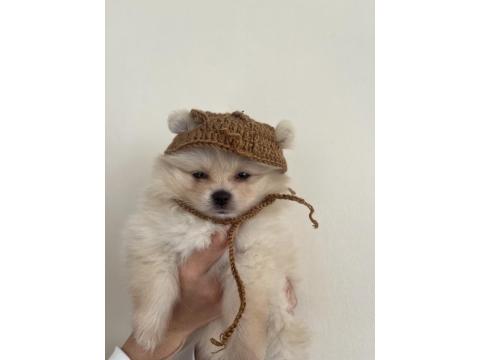 2 Aylık Pomeranian Yavru