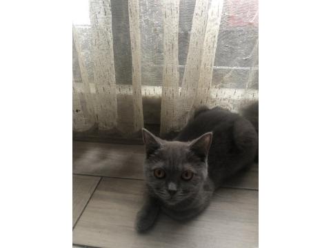 Acil Yavru - Yetişkin British Ve Scottish Kediler