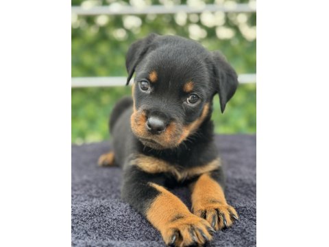 A Şecere Kıf Kayıtlı Rottweiler Yavrularımız