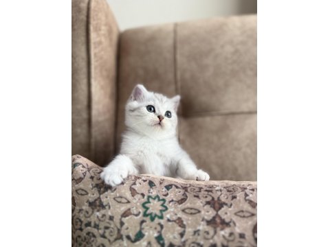 Wcf Kayıtlı Full Şecereli British Shorthair Elit Soy Hattı