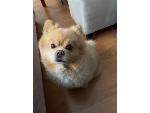 Köpeğimize Çiftleştirmek İçin Dişi Arıyoruz