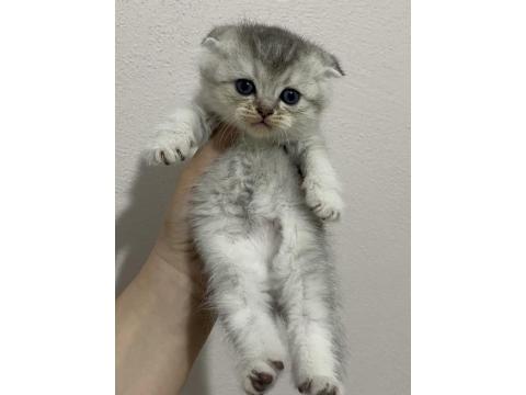 Scottish Fold Ve Scottish Straight Bebekler