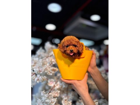 Güzel Ve Safkan Toy Poodle Yavru Köpekler