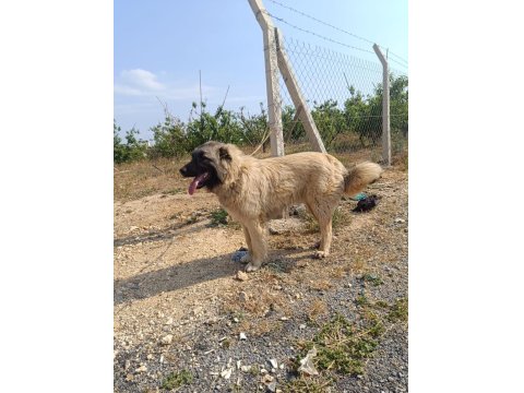 6 Aylık Orjinal Üst Düzey Erkek Yavru Köpeğimiz