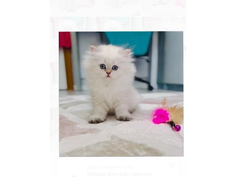 Kdimiz Çocukların Sevimli Arkadaşı