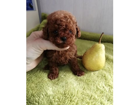 Toy Poodle Red Brown Kore Mini Yavrular