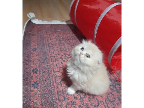 3 Ocak Doğumlu Scottish Fold Yavrumuz