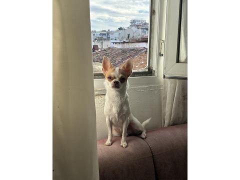 Dişi Tea Cup Yetişkin Chihuahua