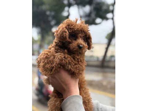 Şehir Dışına Çıkacağım İçin Sahpilendireceğim Poodle