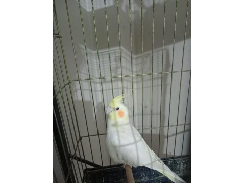 Sarı Lutino Aşırı Uysal Sultan Papağanı