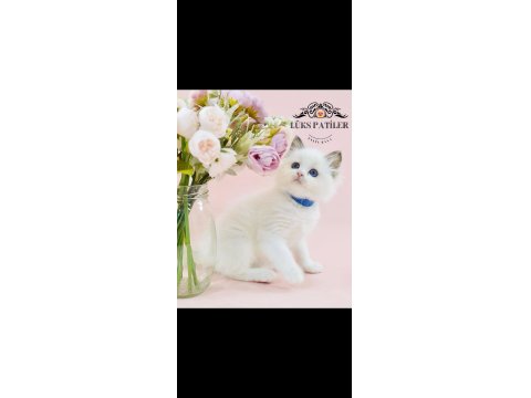 Asil Bebek Ragdoll