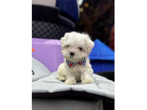 Mini Boy Maltese Yavrular
