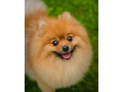 Yetişkin Pomeranian Köpeği