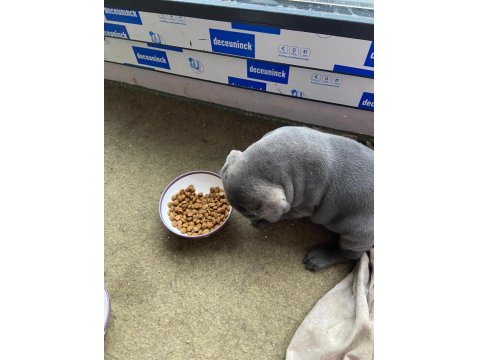 40 Günlük Şecereli Safkan Cane Corso