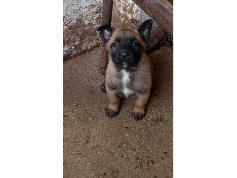 A Kalite Belçika Malinois