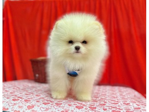 Safkan Pomeranian Boo Köpekleri