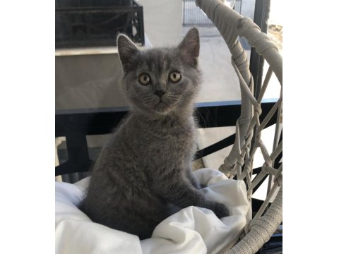 50 Günlük British Shorthair Yavrular