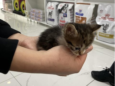 İki Tane Yavru Kedimize Acil Yuva