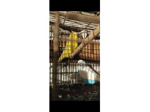 Hazır Takım Muhabbet Kuşumuz